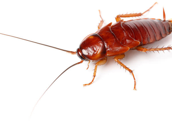American Roach-3