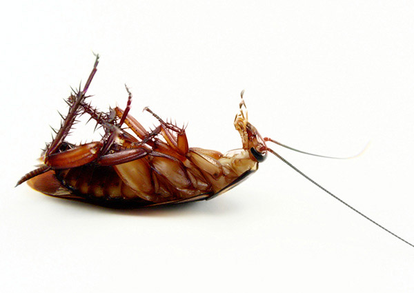 American Roach-4