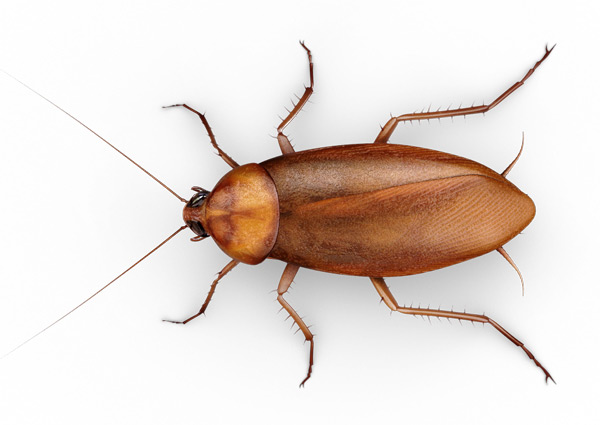 American Roach Top View