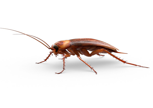 American Roach