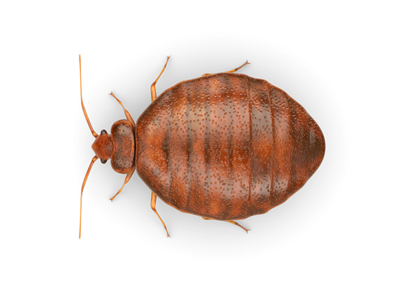Bed-Bug-Top