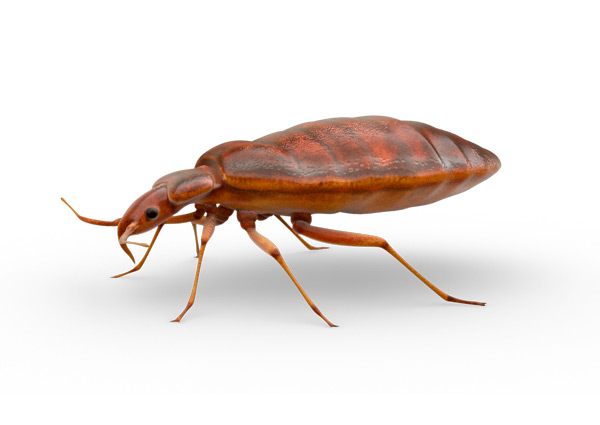Bed-Bug