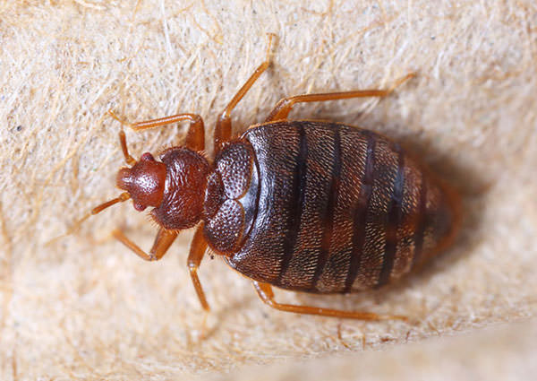 Bed-Bugs-3