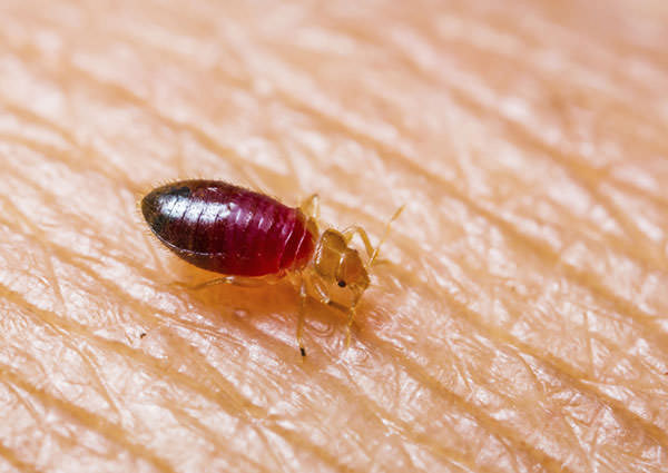 Bed-Bugs-4