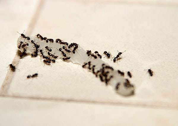 Indoor Nuisance Ant 3