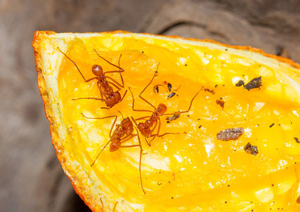 Indoor Nuisance Ant 4