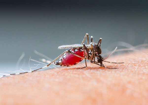 Mosquito-3