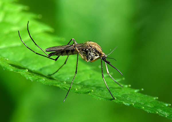 Mosquito-4
