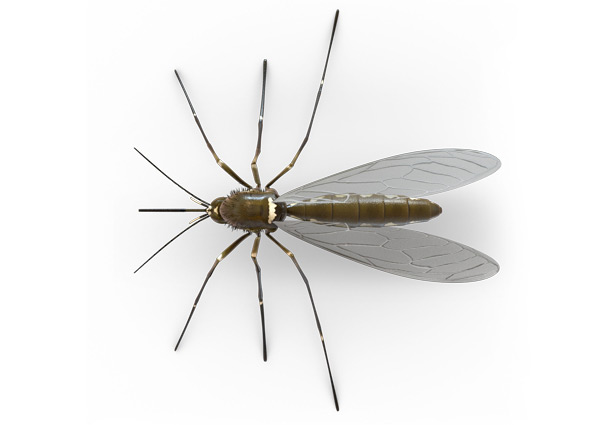 Mosquito Top