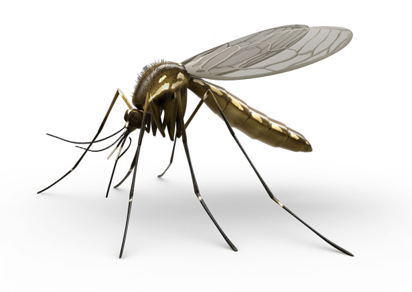 Mosquito