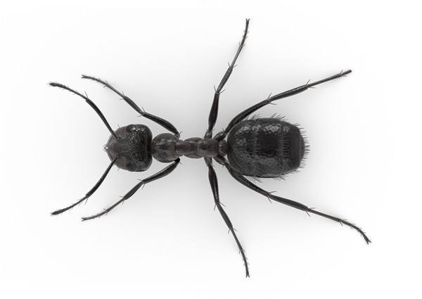 Nuisance Ant Top