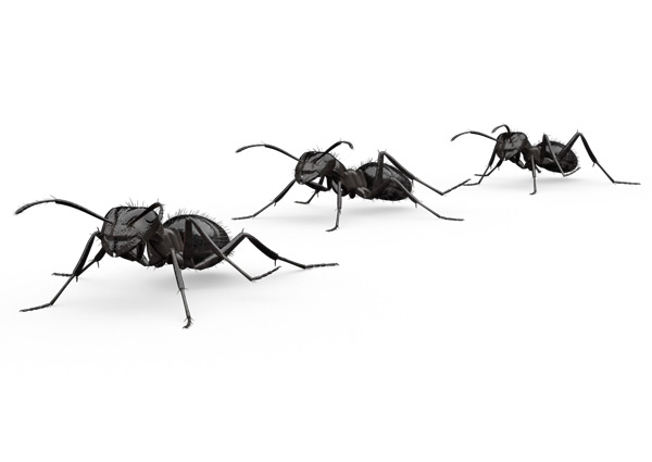 Nuisance Ant
