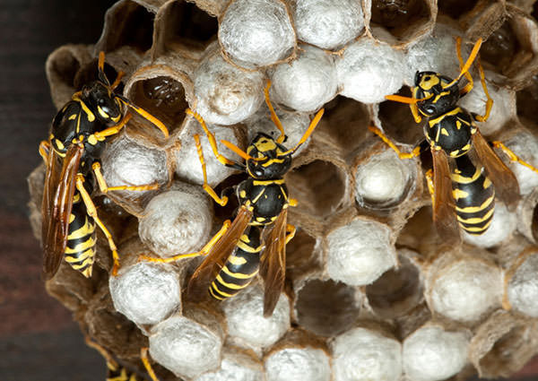 Paper Wasp-4