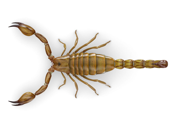 Scorpion-Top
