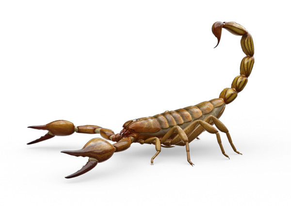 Scorpion