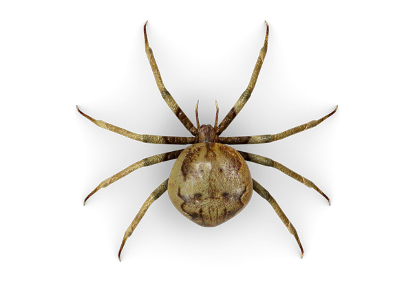 Spider-Top