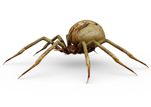 Spider