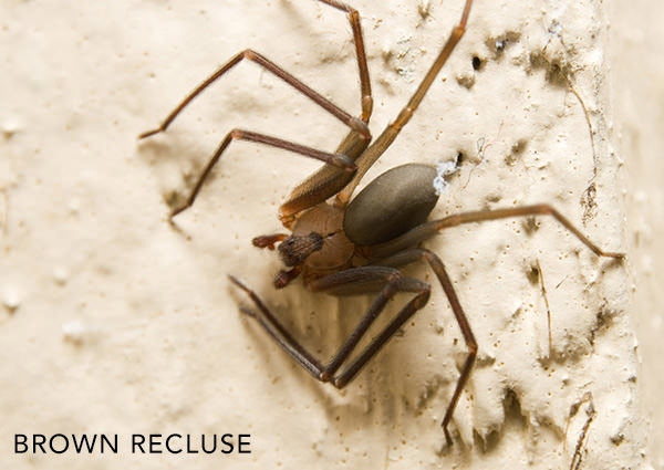 Spiders-3