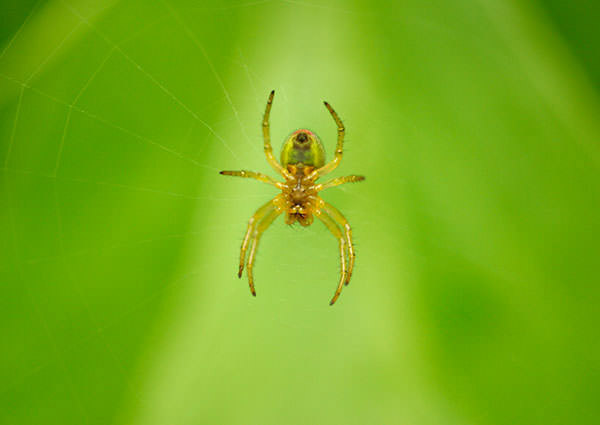 Spiders-4