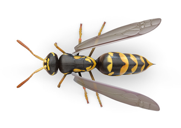 Wasp-Top